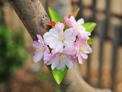 西府海棠的果實(shí)什么時(shí)候成熟