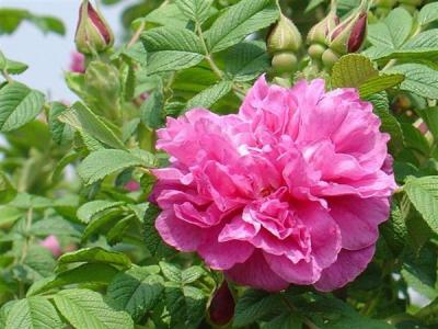 四季玫瑰常見的繁殖方式是什么，應(yīng)該注意些什么