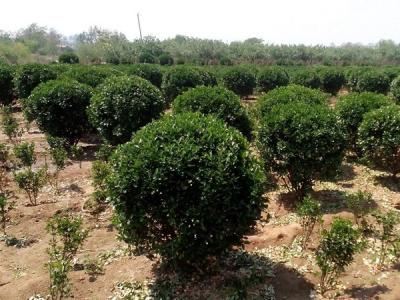 大葉黃楊小苗應(yīng)該去哪里購買比較好 ？