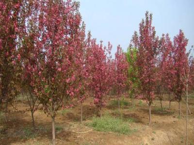 絢麗海棠小苗去哪購買？