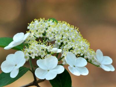 天目瓊花的花期是什么時(shí)候 ？