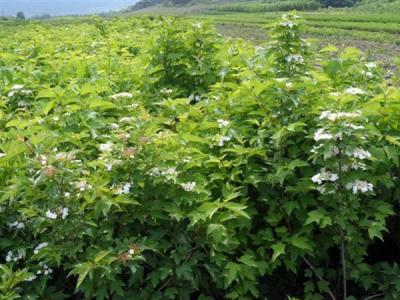 天目瓊花的花語又是什么代表了什么 ？