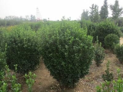 大葉黃楊的風水寓意是什么 ？