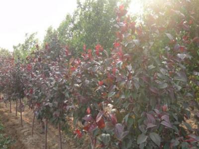 四公分紅寶石海棠小苗的具體價(jià)格是多少 ？