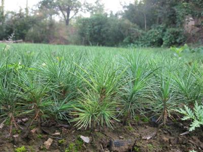 白皮松的生長需要注意些什么 ？