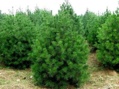 白皮松對于環(huán)境有什么要求 ？