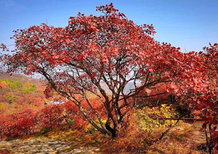 黃櫨種子圖片_價格_育苗方法 黃櫨種子圖片_價格_育苗方法