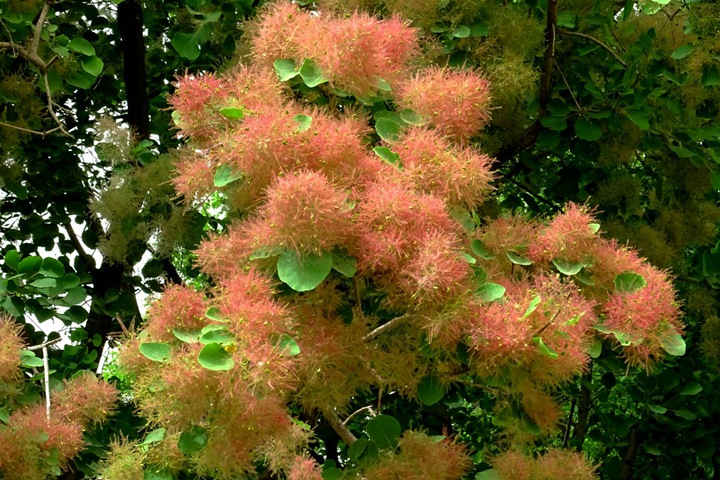 黃櫨種子圖片_價格_育苗方法 黃櫨種子圖片_價格_育苗方法