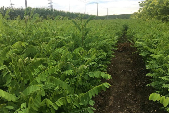 紫穗槐種子 紫穗槐種子