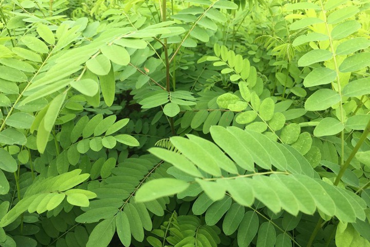 紫穗槐種子 紫穗槐種子