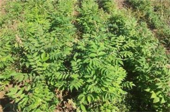 皂角種子怎么種，浸種催芽后進行播種