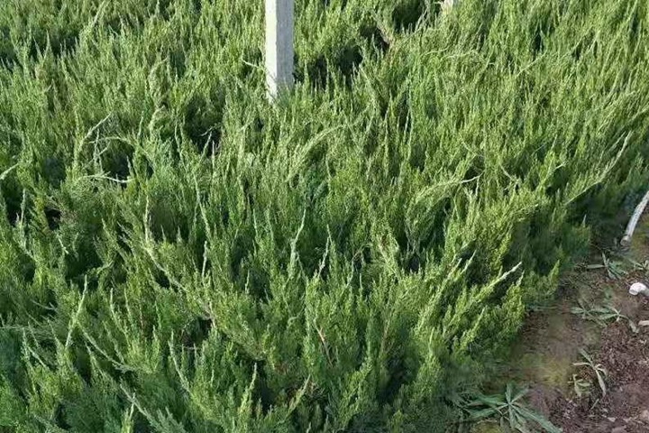 側(cè)柏 側(cè)柏