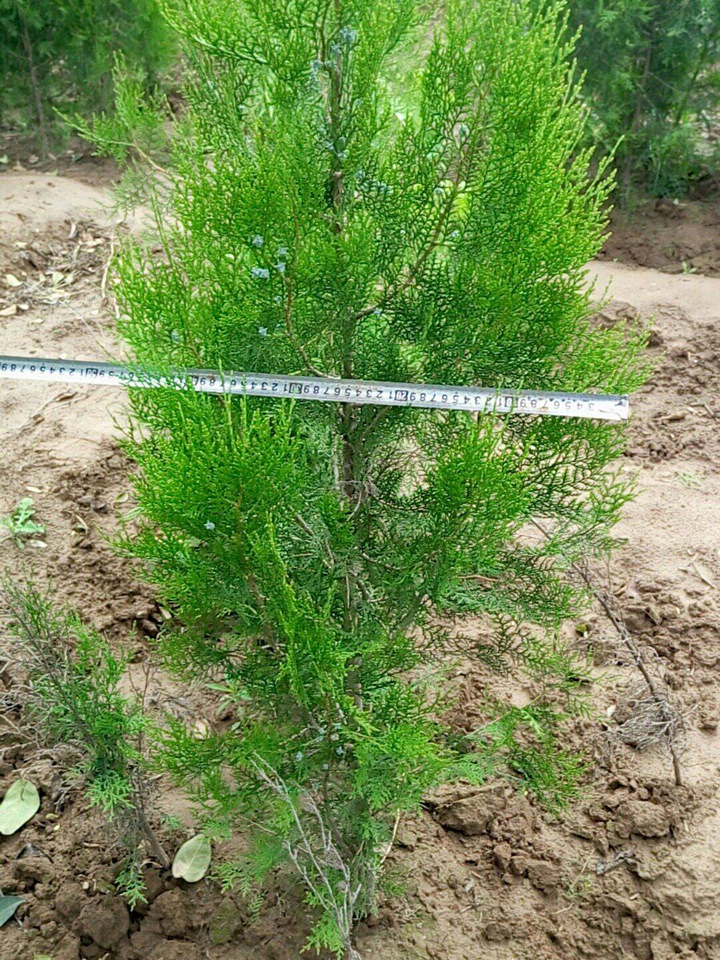 側(cè)柏 側(cè)柏