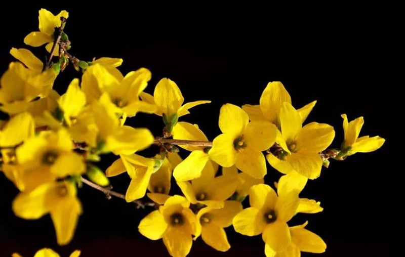 迎春花和連翹花有什么區(qū)別？