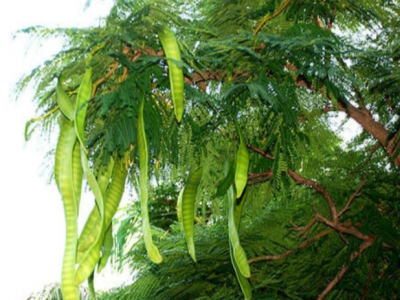 皂角不同于皂角米，皂角米功效作用有哪些？