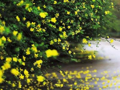 迎春花和連翹花有什么區(qū)別？