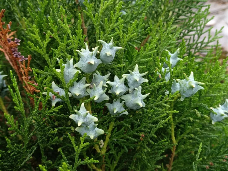 1636341358868694.jpg 11.webp.jpg