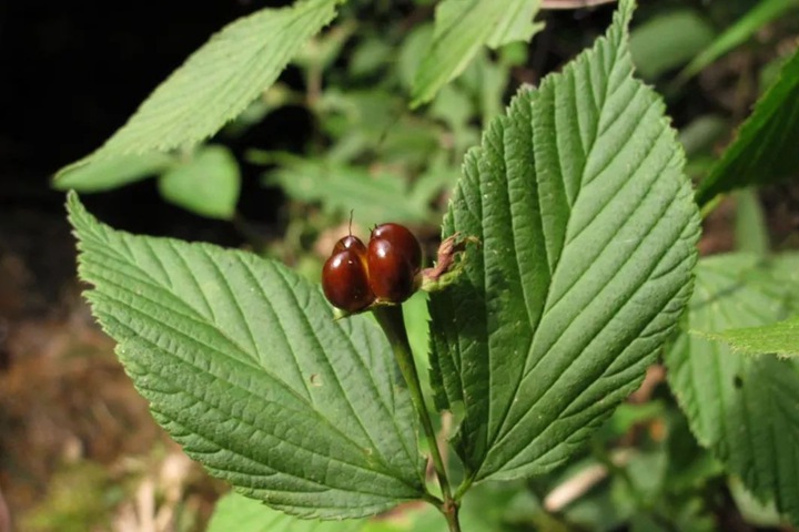 雞麻圖片_價格_養(yǎng)護(hù)方法 雞麻圖片_價格_養(yǎng)護(hù)方法