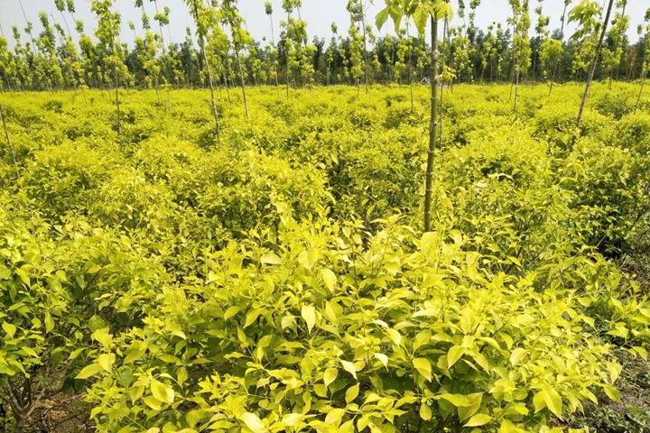 金葉<a href=http://m.yiqijinrong.cn/lvhuamiaomu/70.html target=_blank class=infotextkey>絲棉木</a> 金葉絲棉木