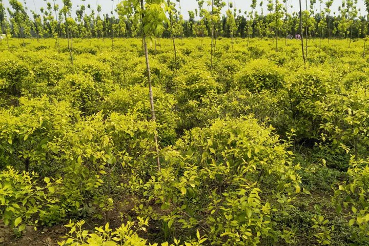 金葉絲棉木 金葉絲棉木