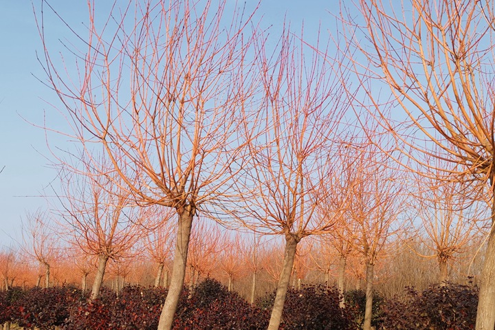 霞光<a href=http://m.yiqijinrong.cn/lvhuamiaomu/70.html target=_blank class=infotextkey>絲棉木</a> 霞光絲棉木