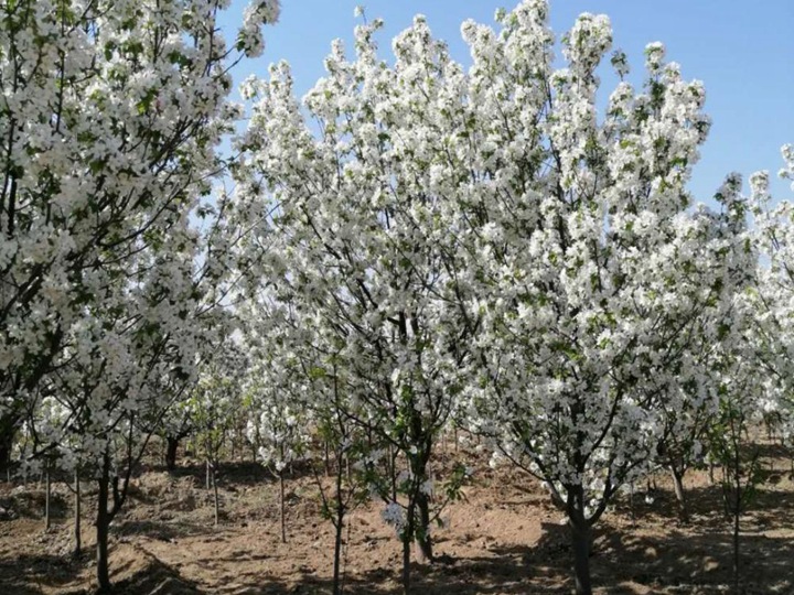 八棱海棠 八棱海棠