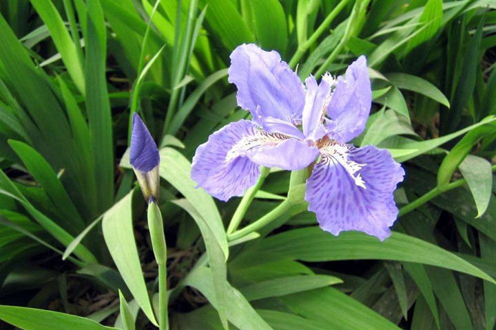 德國鳶尾圖片_花語_價格 德國鳶尾圖片_花語_價格