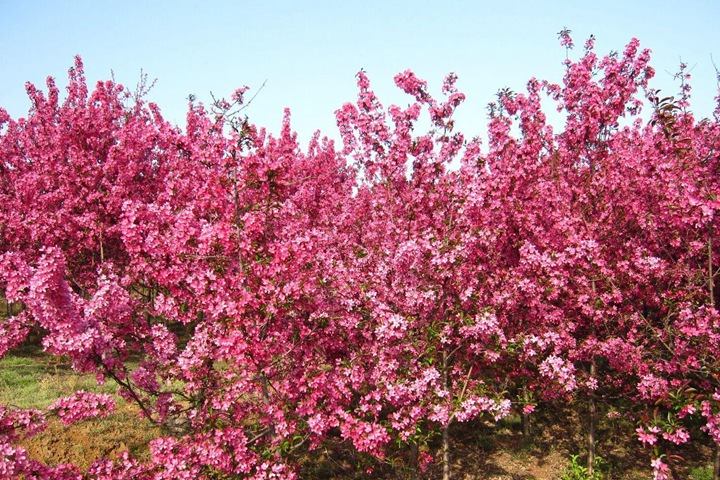 高原之火海棠樹(shù) 高原之火海棠樹(shù)