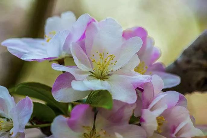 八棱海棠的果實(shí)能不能吃,八棱海棠的果實(shí)能吃嗎？