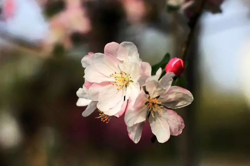 八棱海棠的果實(shí)能不能吃,八棱海棠的果實(shí)能吃嗎？