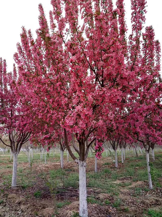 高原之火海棠果實可以吃嗎 高原之火海棠果實可以吃嗎