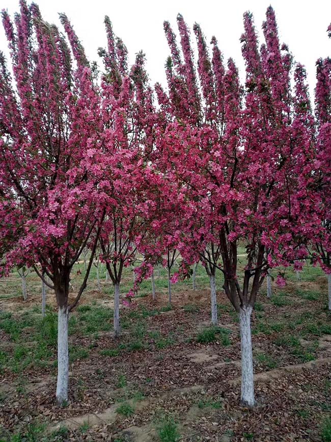 高原之火海棠果實可以吃嗎 高原之火海棠果實可以吃嗎