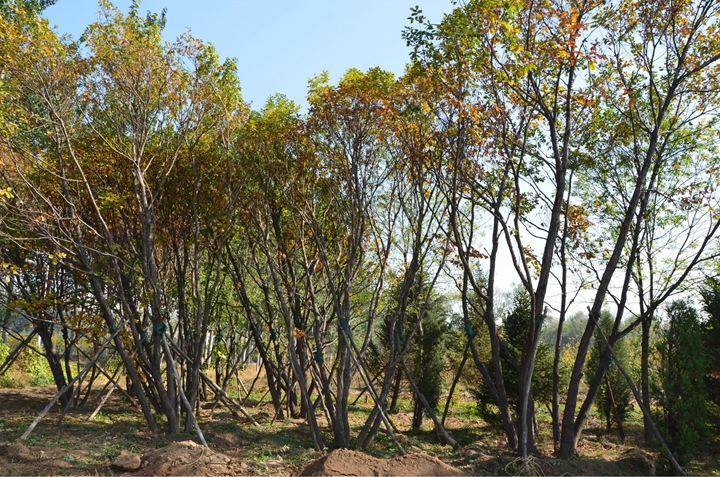 叢生蒙古櫟 叢生蒙古櫟