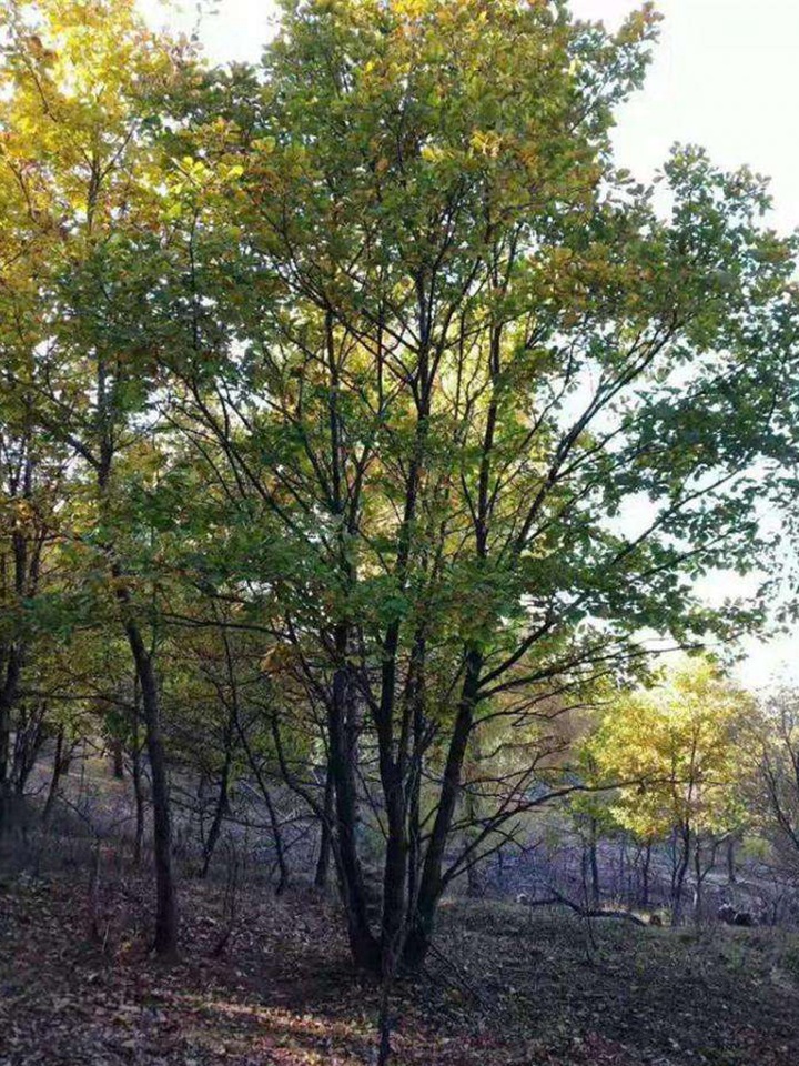 叢生蒙古櫟 叢生蒙古櫟