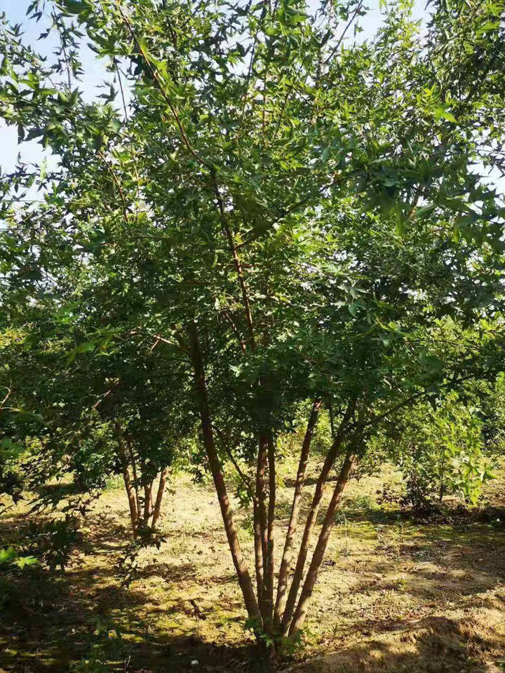 叢生元寶楓 叢生元寶楓