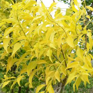 2022年金葉絲棉木球價格多少錢一棵 2022年金葉絲棉木球價格多少錢一棵