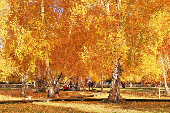 黃金樹(shù) 黃金樹(shù)