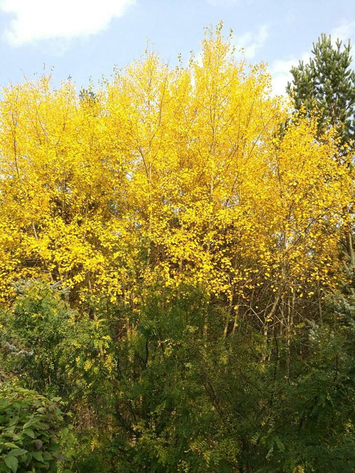 黃金樹(shù) 黃金樹(shù)