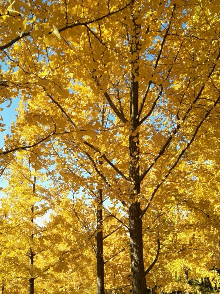 黃金樹(shù) 黃金樹(shù)