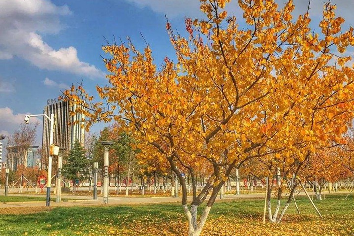 黃金樹(shù) 黃金樹(shù)