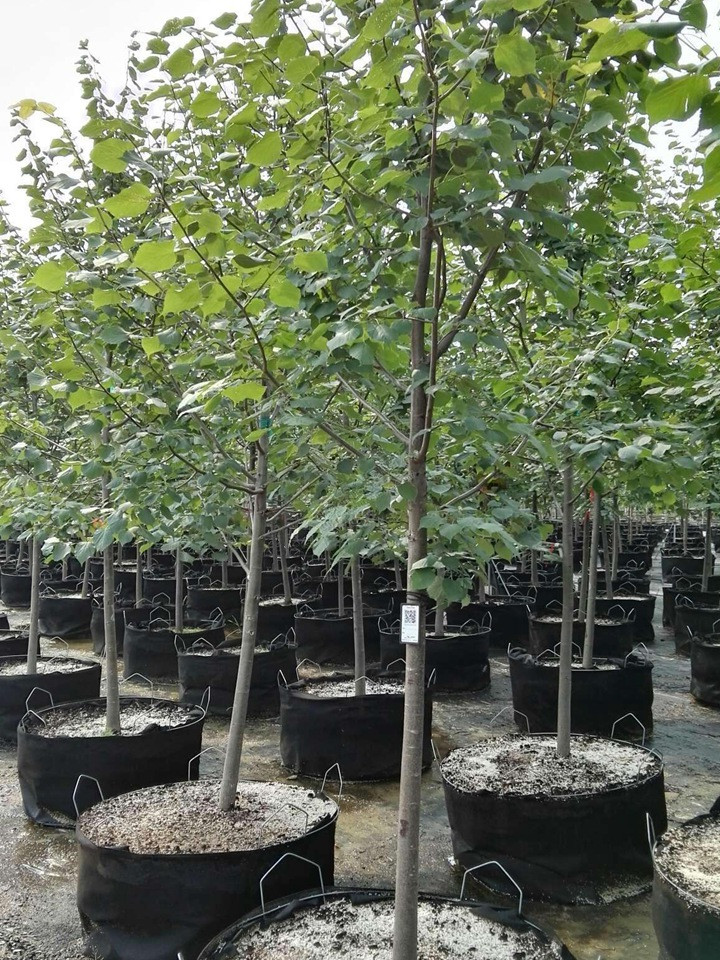 歐洲小葉椴綠塔 歐洲小葉椴綠塔