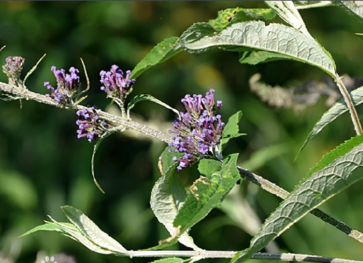 1647220982211976.jpg 1_副本.jpg