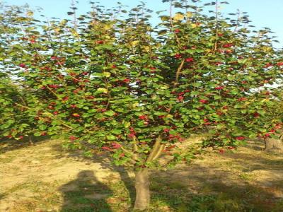 八棱海棠花期多久，幾月份開花