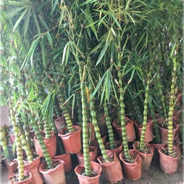 1649072955981008.jpg 佛肚竹.jpg