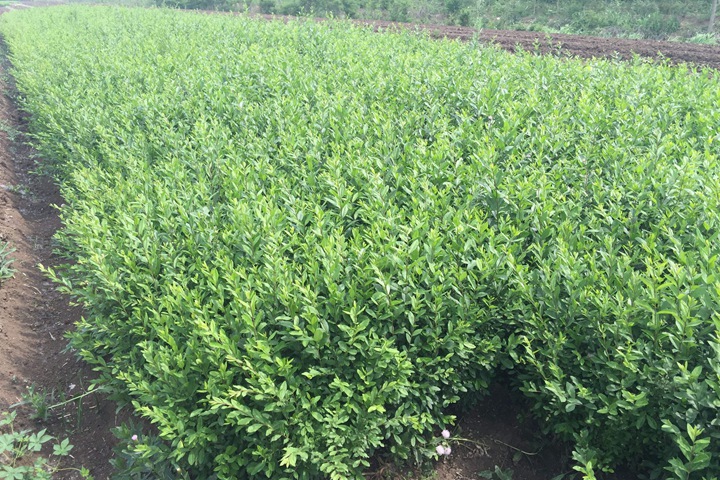 小葉女貞苗什么時(shí)候種 小葉女貞苗什么時(shí)候種