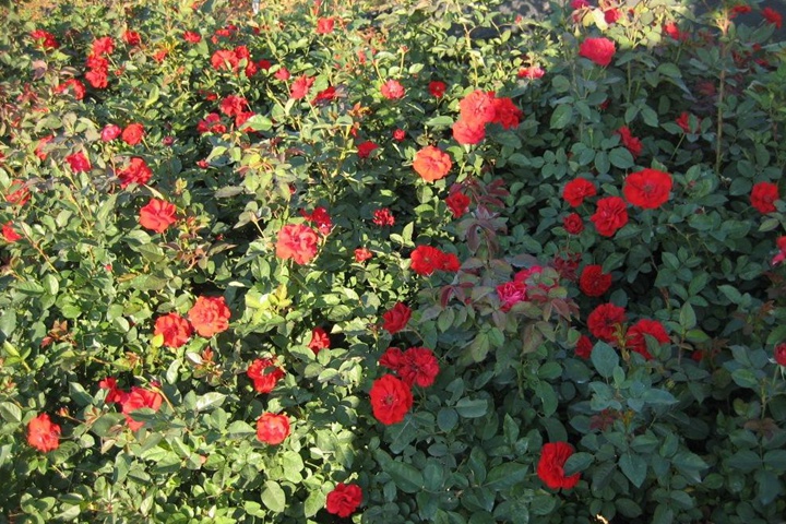 大花月季 大花月季