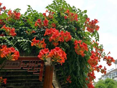 凌霄花什么時候開花(凌霄花的花期)