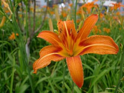 常綠萱草和大花萱草的區(qū)別，大花萱草和萱草的區(qū)別