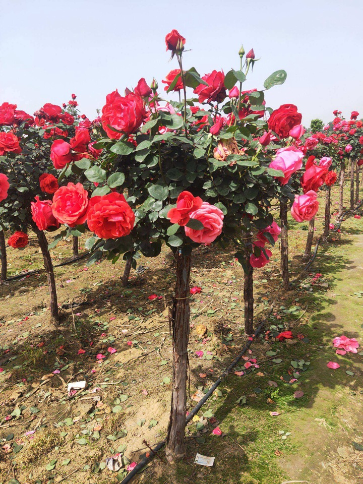 樹(shù)狀月季多少錢(qián)一棵 樹(shù)狀月季多少錢(qián)一棵