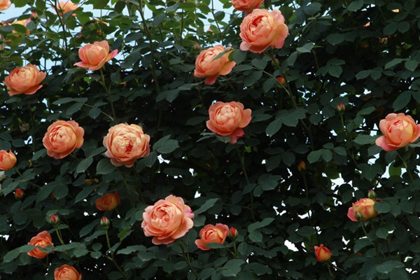 夏洛特夫人不開花的原因以及處理方法！